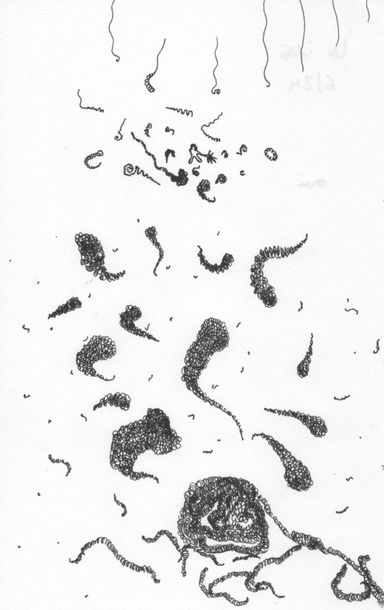 6-24-m - dessin de Marion Casters